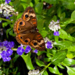 Junonia coenia Buckeye Butterfly