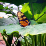 Tithorea butterfly
