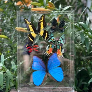 mackinac island butterflies in glass
