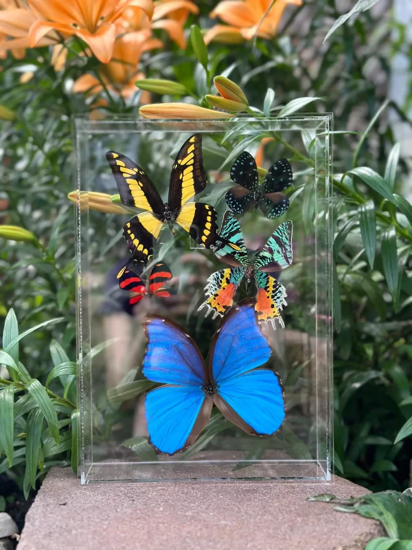 mackinac island butterflies in glass
