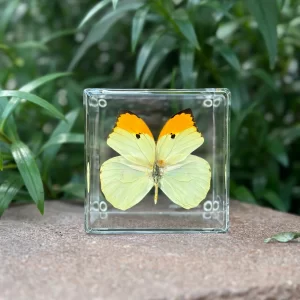 yellow butterfly in case