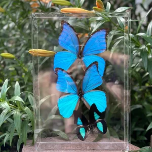 butterfly in case
