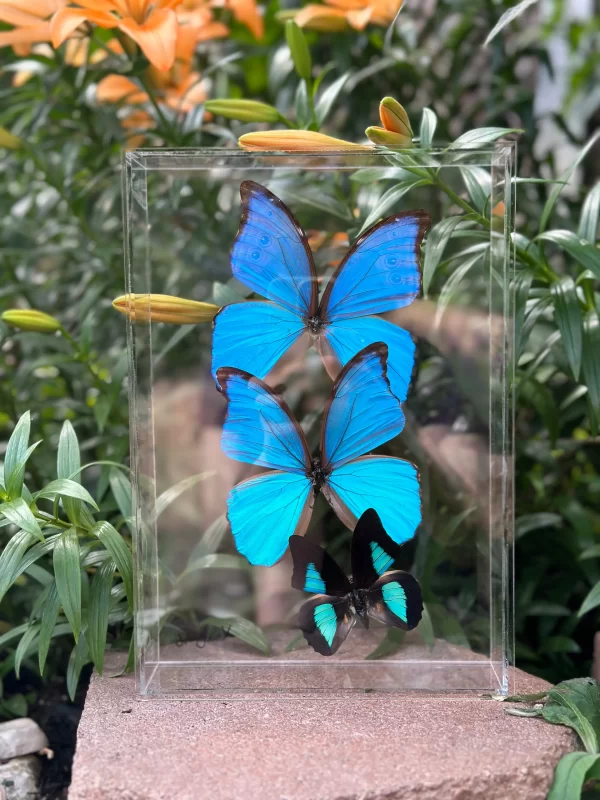 butterfly in case