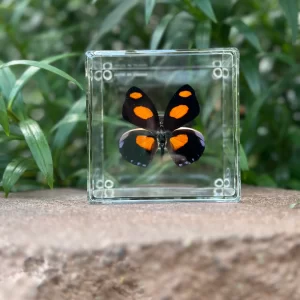 black and orange butterfly in case