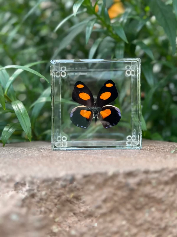 black and orange butterfly in case