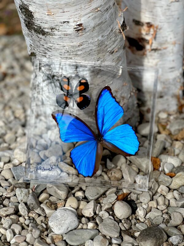 8x8 Blue Morpho and Grecian Shoemaker Butterfly Box