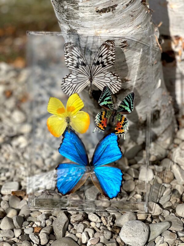 8x12 Rice Paper Butterfly, Sulphur Butterfly, Madagascan Sunset Moth, and Blue Morpho Butterfly Box