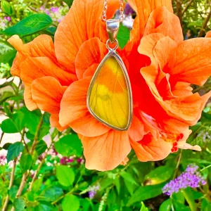 Orange-Barred Sulphur Butterfly Necklace