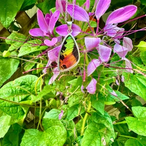 Madagascan Sunset Moth Pendant