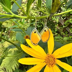 Orange Tipped Angled Sulphur Butterfly Earrings