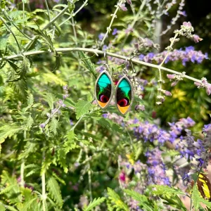 Paris Peacock and Orange Slashed Sulphur Butterfly Earrings