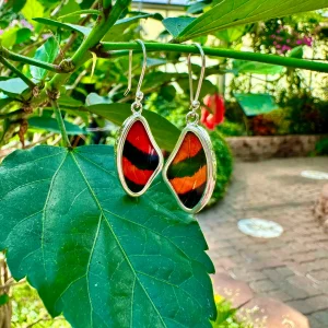 BD Butterfly Earrings