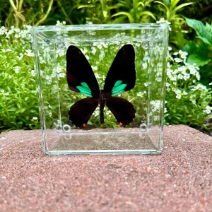 4x4 Spear-winged Cattleheart Butterfly