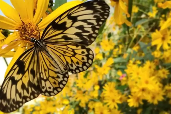 butterfly house mackinac island, michigan