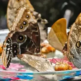 beautiful butterfly garden